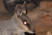Black-footed Rock-wallaby (Petrogale lateralis)